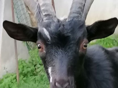 Bild 5:Vierhorn-Bockkitz