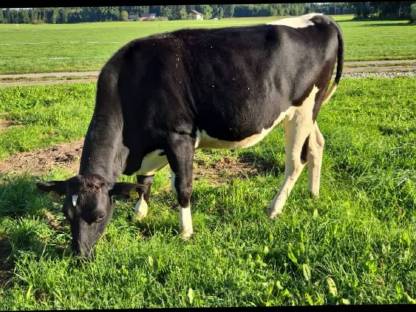 Bio-Holsteinkalbin