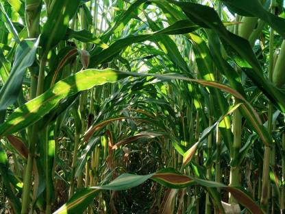 Bild 4:Bio-Silo-Mais 2,5 ha