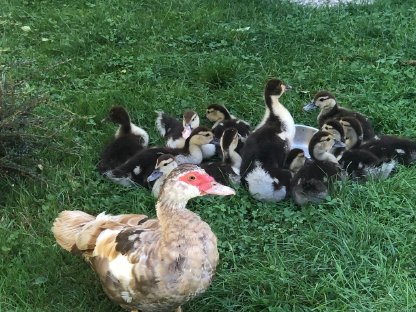 Bild 2:Warzenenten Küken