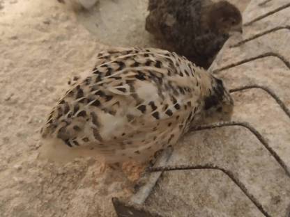 Bild 6:Legewachtel Speiseeier, Bruteier, Wachteln