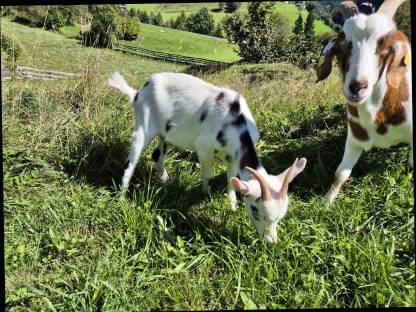 Bild 6:Tauernschecken Ziegenkitz
