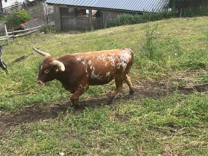 Bild 3:Texas Longhorn Stiere