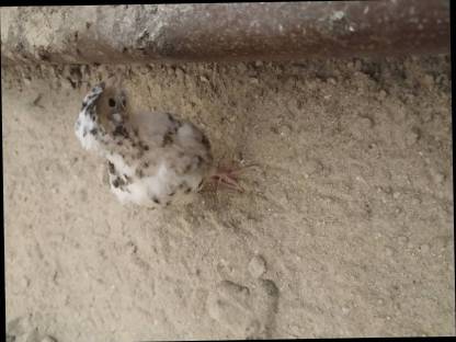 Bild 8:Legewachtel Speiseeier, Bruteier, Wachteln