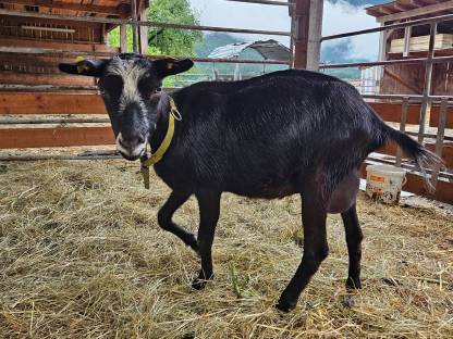 Bild 5:Bio-Milchziegen und Bio-Ziegenkitze weiblich