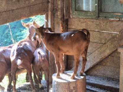 Bild 3:Junger Burenbock Kalahari Red