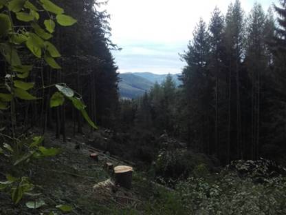 Bild 4:Holzschlägerung & Bringung