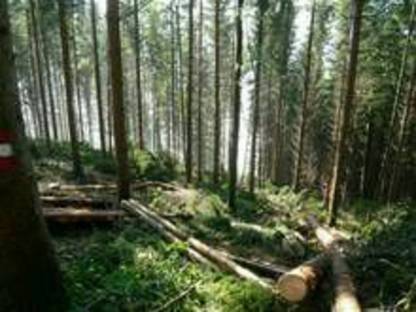 Bild 2:Holzschlägerung & Bringung