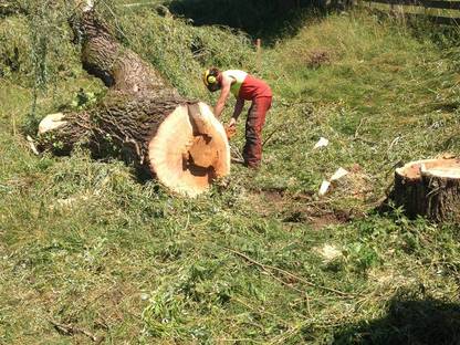 Bild 3:Spezialbaumfällungen, Baumpflege