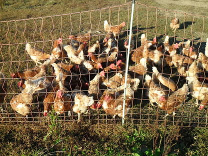 Bild 2:Legehennen aus Freilandhaltung abzugeben.