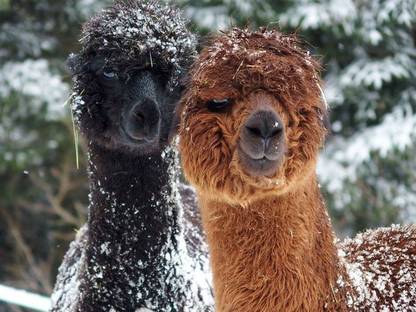 Bild 4:Alpaka Bettdecke