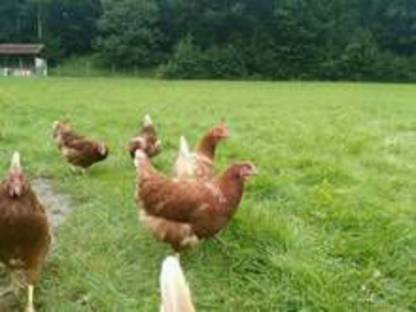 Bild 3:Eier aus Freilandhaltung