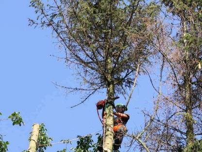 Bäume für Brennholzerzeugung