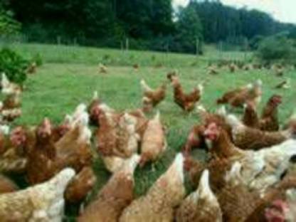 Bild 2:Eier aus Freilandhaltung