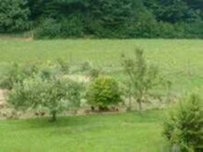 Bild 3:Eier aus Freilandhaltung