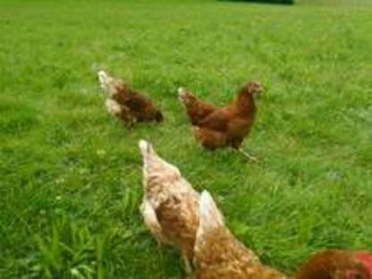 Bild 4:Eier aus Freilandhaltung