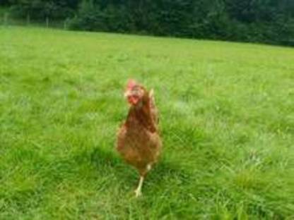 Bild 2:Eier aus Freilandhaltung