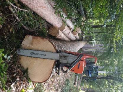 Bild 2:Holzschlägerung