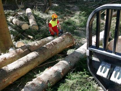 Bild 3:Forstarbeiten