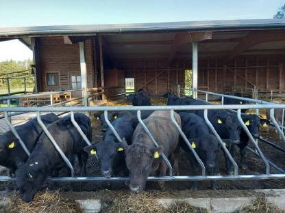 Aberdeen Angus Rinder