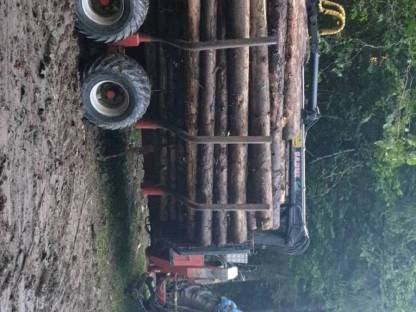 Bild 4:Holzschlägerung