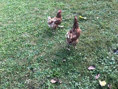 Legehennen abzugeben