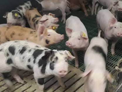 Duroc-Kreuzungsferkel