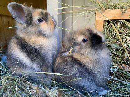 Zwergkaninchen Zwergkaninchen kaufen