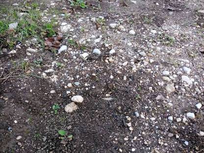 Bild 2:Umkehrfräsarbeiten auf Acker und steinigen Böden aller Art