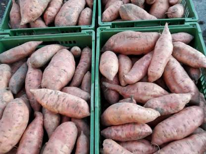 Bild 2:Süßkartoffel