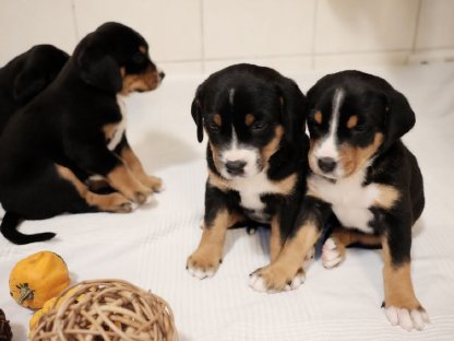 Bild 6:Großer Schweizer Sennenhund Wellgut