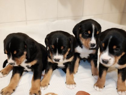 Bild 5:Großer Schweizer Sennenhund Wellgut