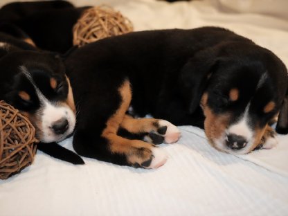 Bild 7:Großer Schweizer Sennenhund Wellgut