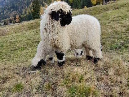 Walliser Schwarznasenwidder