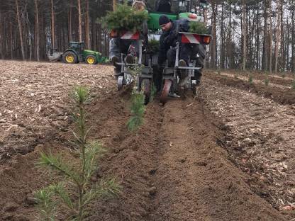 Bild 4:Aufforstung / Bäume pflanzen