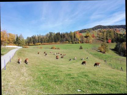 Bild 4:Bio Rindfleisch