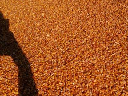 Bild 4:Maisdreschen, Trocknung und Transport