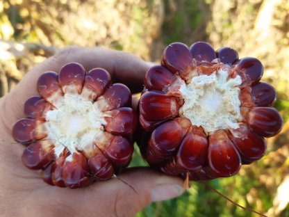 Bild 3:Bio Mais: Mehl, Gries (Polenta) und Spiralen