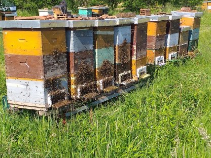 Bild 3:Honig aus eigener Imkerei, Bienengift