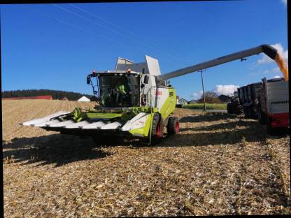 Bild 5:Maisdreschen, Trocknung und Transport