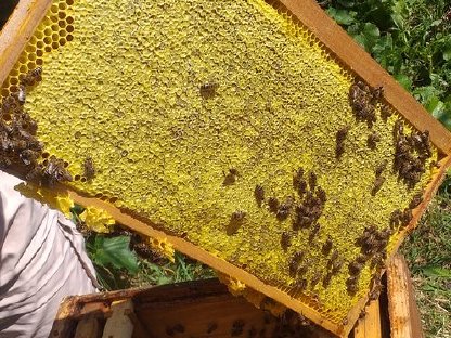 Honig aus eigener Imkerei, Bienengift