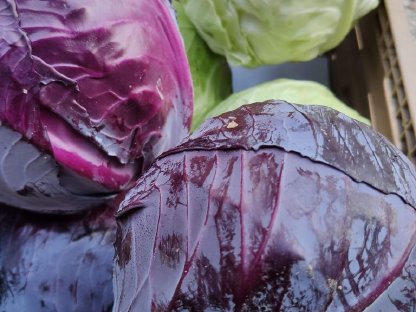 Bild 3:Rotkraut & Weisskraut