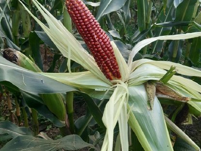 Bild 2:Bio Mais: Mehl, Gries (Polenta) und Spiralen