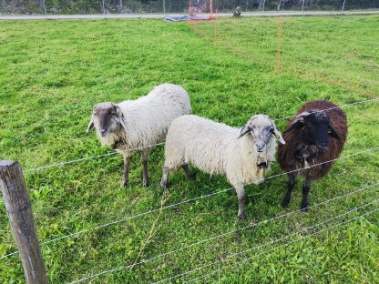 Steinschafe Alpine Steinschafe kaufen