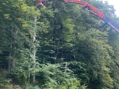 Bild 2:FORSTARBEITEN