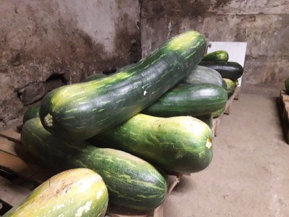 Bild 2:Kürbis - Langer von Neapel