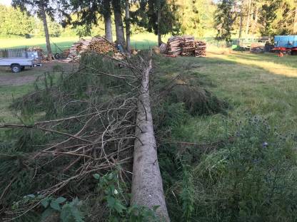 Baumfällarbeiten/Durchforstung/Sturmschäden/Baumfällen