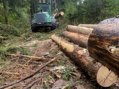 Bild 3:FORSTARBEITEN