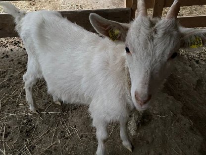 Bild 8:Junge Saanenziege - weiblich