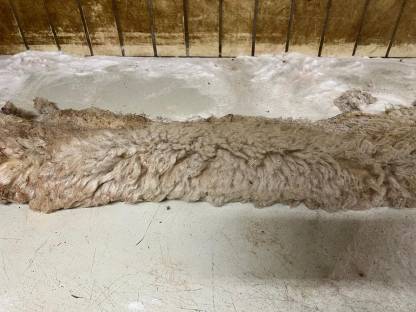 Bild 2:Große Mengen Lammfelle gesalzen